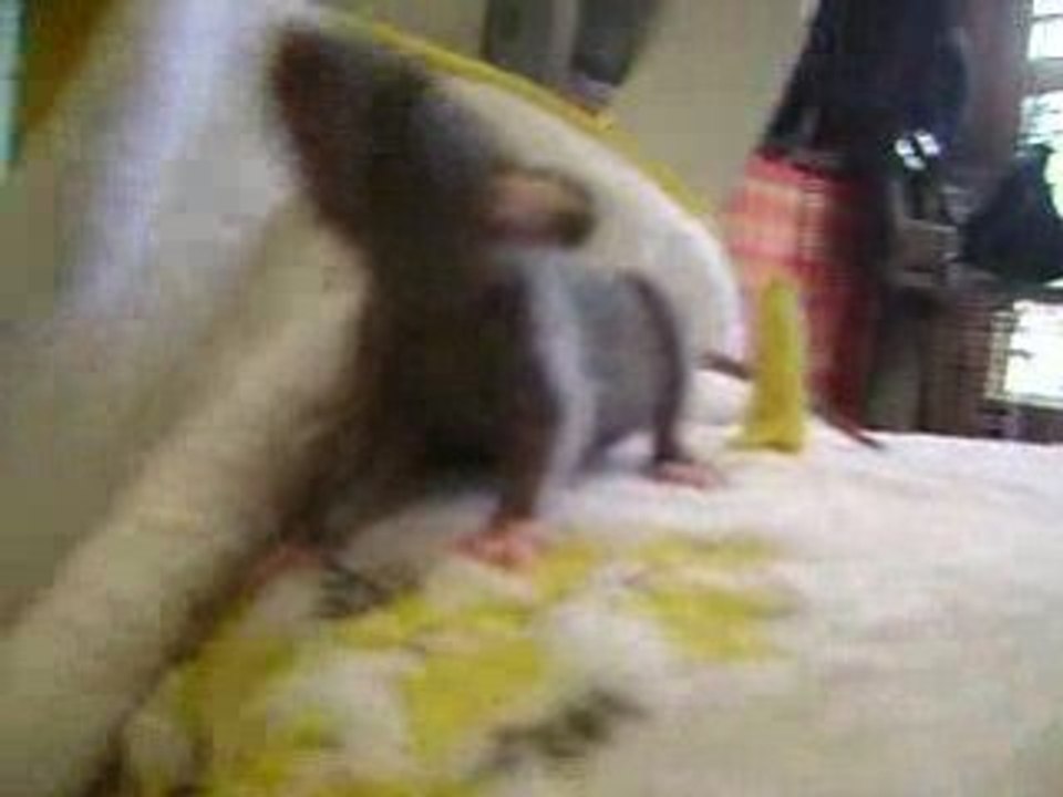 Les ratons à 31 jours