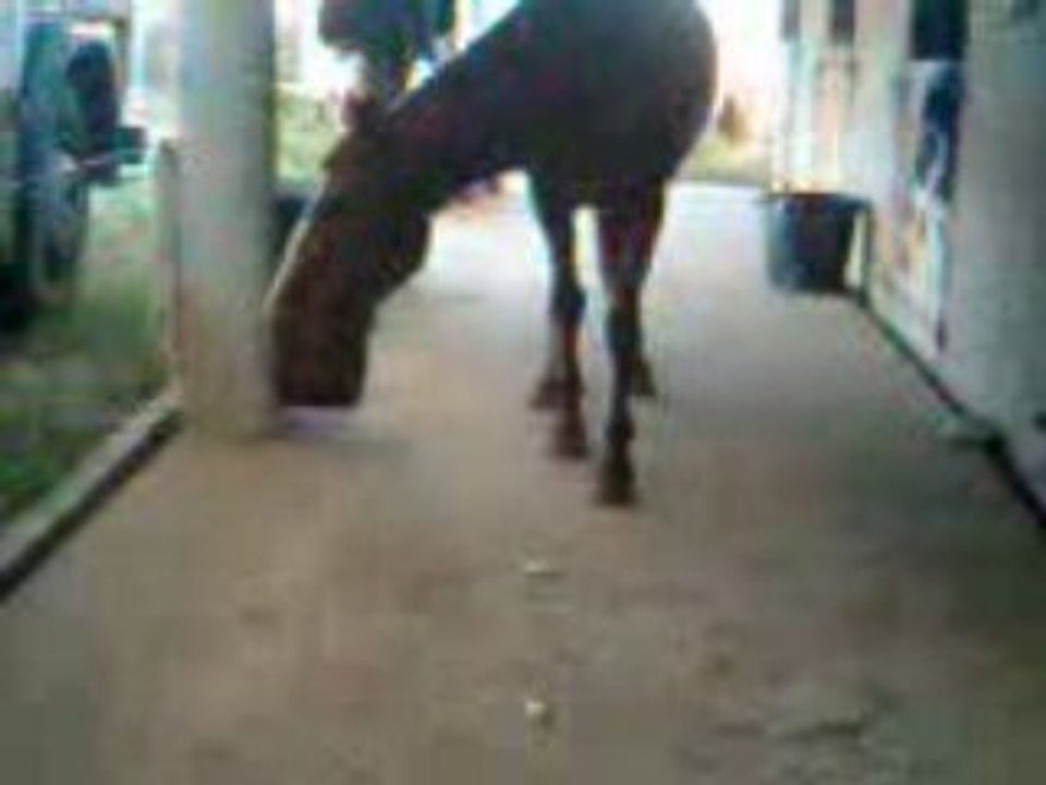 ines de combord