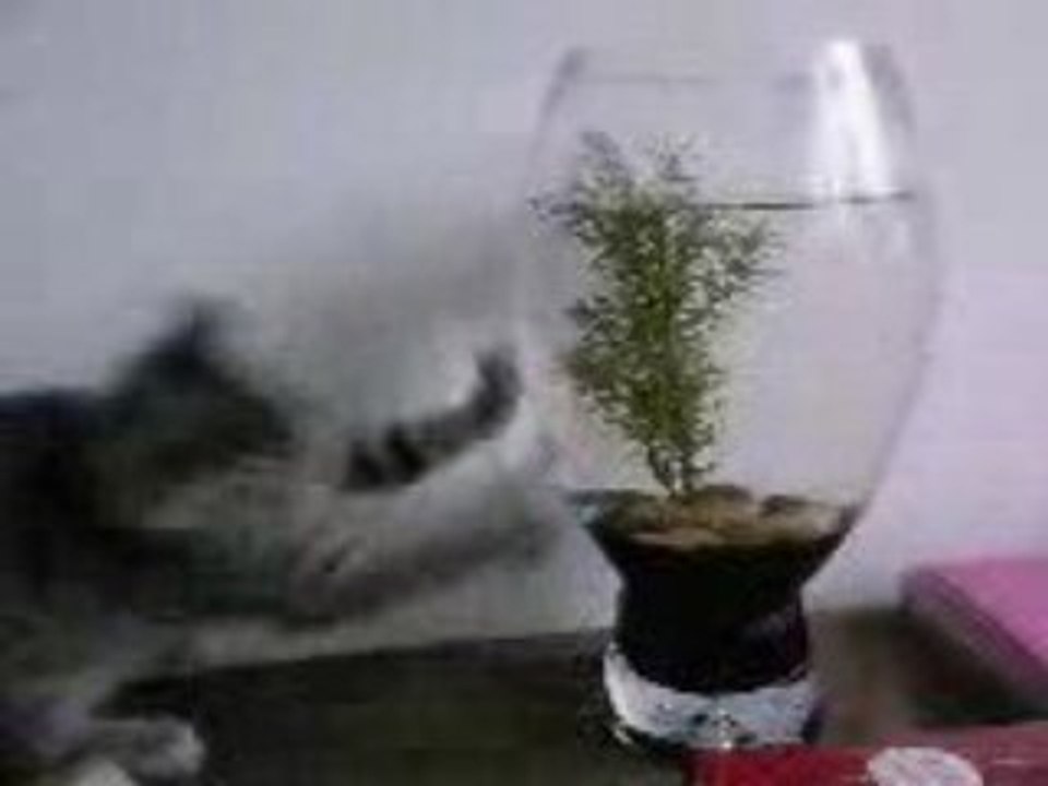 Boulette en plein délire !!