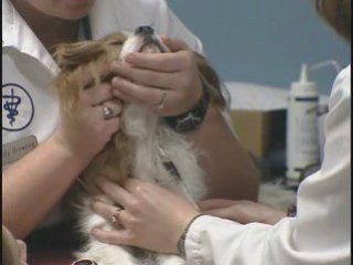 The Hidden Health Problem That Could Affect Your Dog