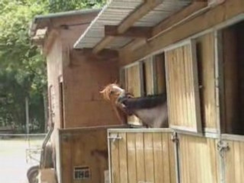 cheval qui saute ( a bayard )