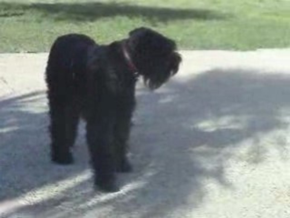 terrier du tibet avec un bouvier des flandre balika