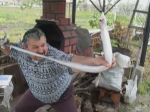 Yılan balığı avı