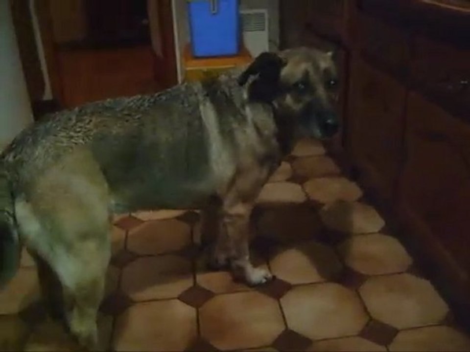 Parodie Royal Canin