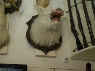 Trophée de chasse qui cause