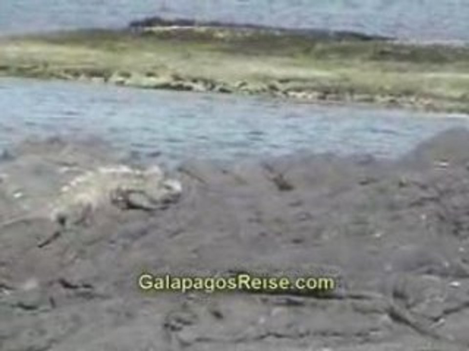 Video The Galapagos Islands - Part 3