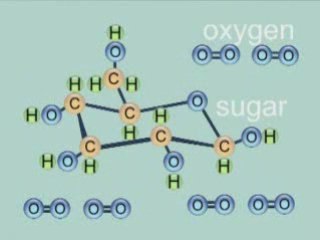 Photosynthesis Video by Peter Weatherall