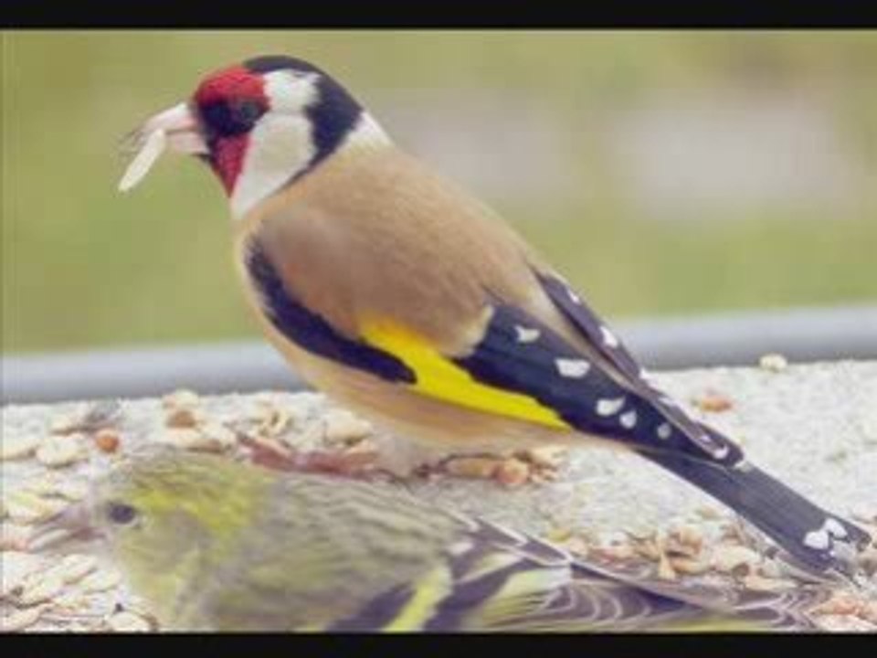 Amar Ezzahi - YEL MAKNINE EZZINE