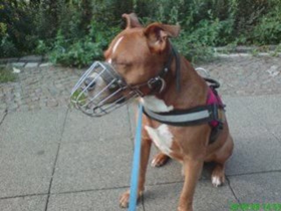 Pauline, spike und sammy_0001