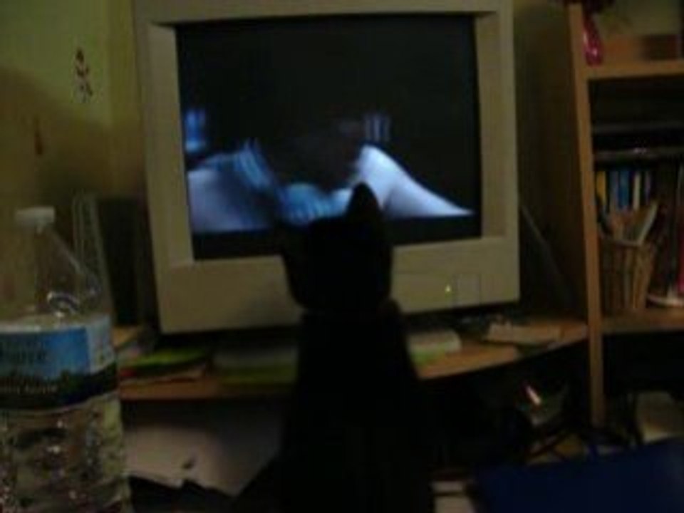 filou mon chaton quentinisé