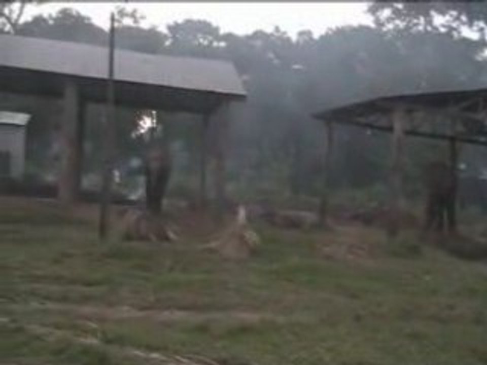 Le parc aux éléphants MOV01C