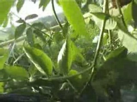 Crash en cam embarqué