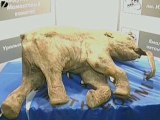 Baby Woolly Mammoth Discovered