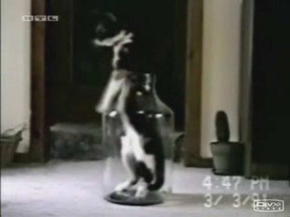Nos amis les chats