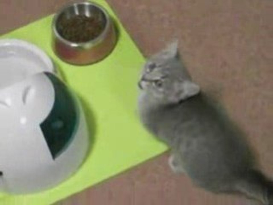 Cute kitty