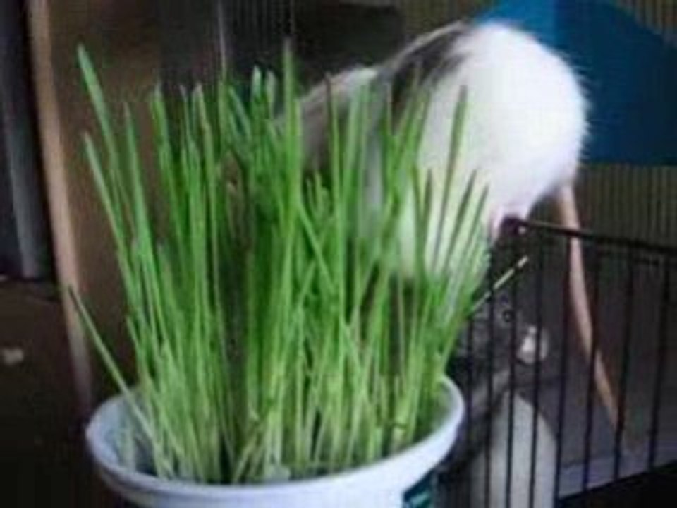 Les rats qui aiment l'herbe à chat