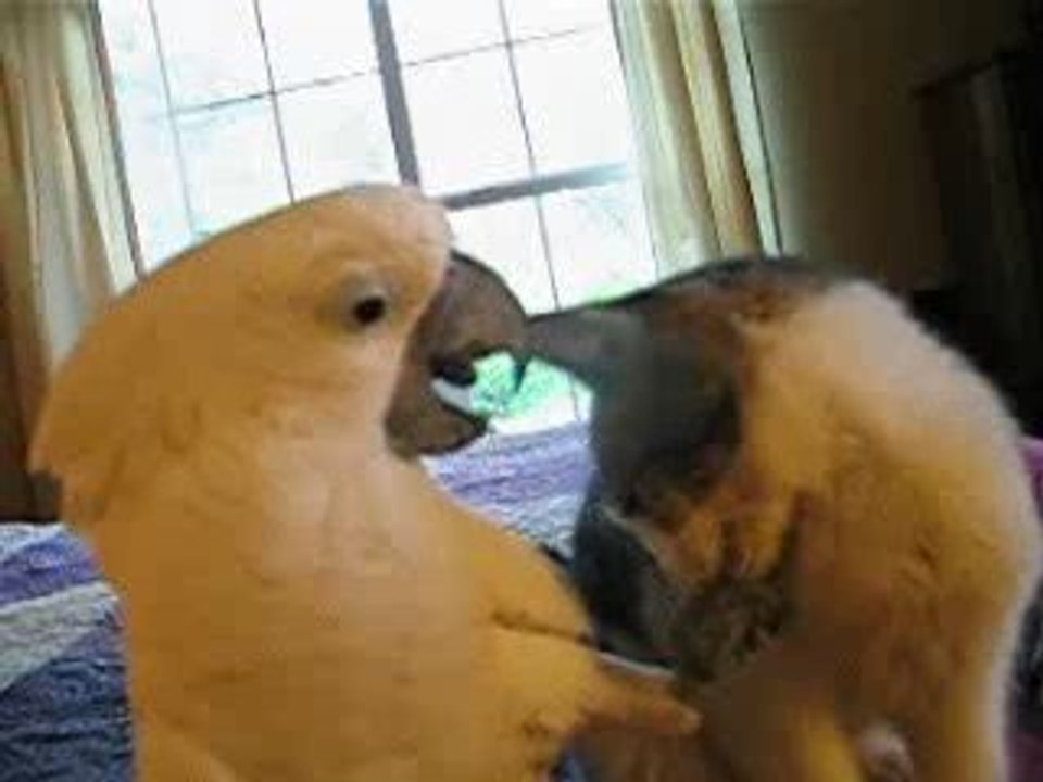 Perroquet qui gratte un chat