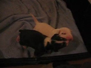 Mes bullots trop mimi