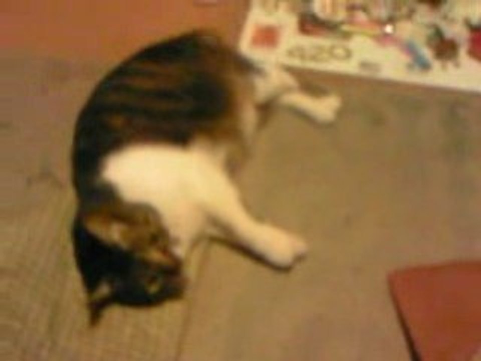 comment tuer un chat