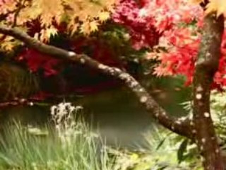 Leaves HD