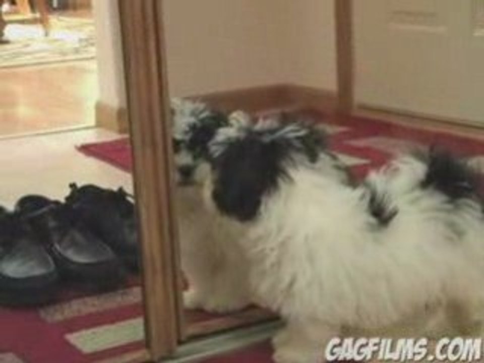 Puppy Spiegelbild
