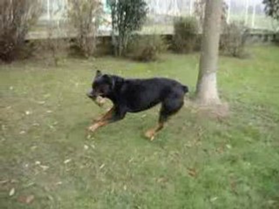 VascO