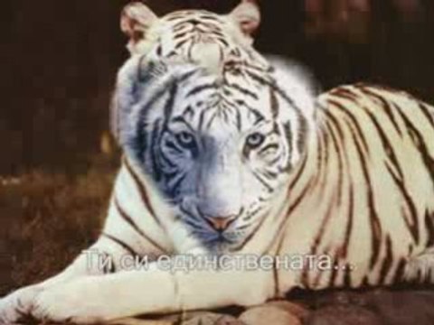 Michael Bolton - Said I Loved But I Lied-Превод