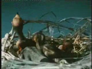 CONNAISSANCE du MONDE "L'Afrique de ma vie" de Freddy Boller