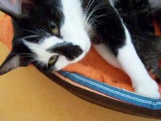 Les bébés de mon chat