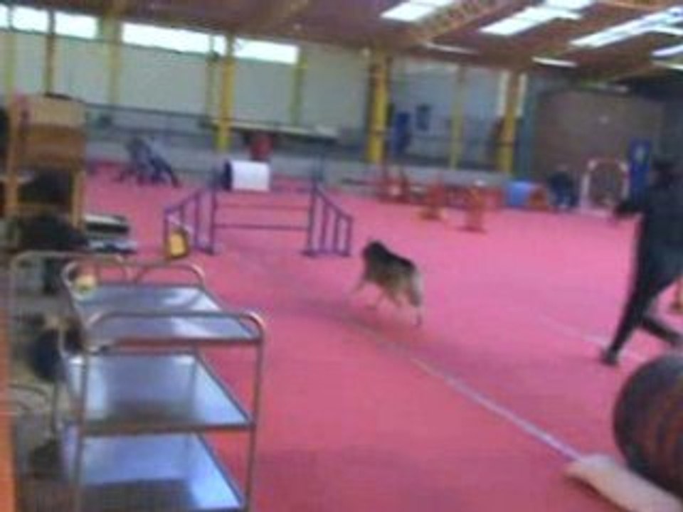 HUSKY JUMPING EN SALLE