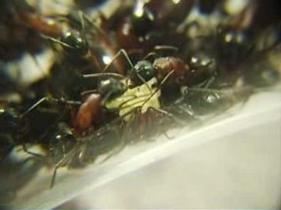 FOURMIS ouvrière Camponotus Ligniperdus avec couvain