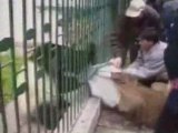 panda attaque les japonais dans un zoo