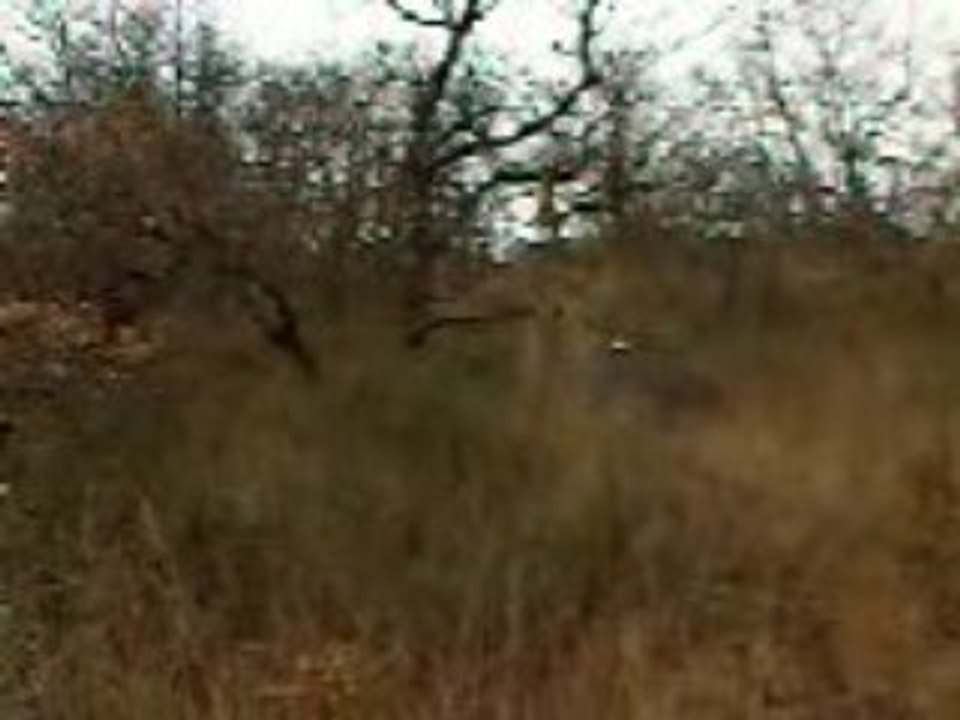 Vidéo0073