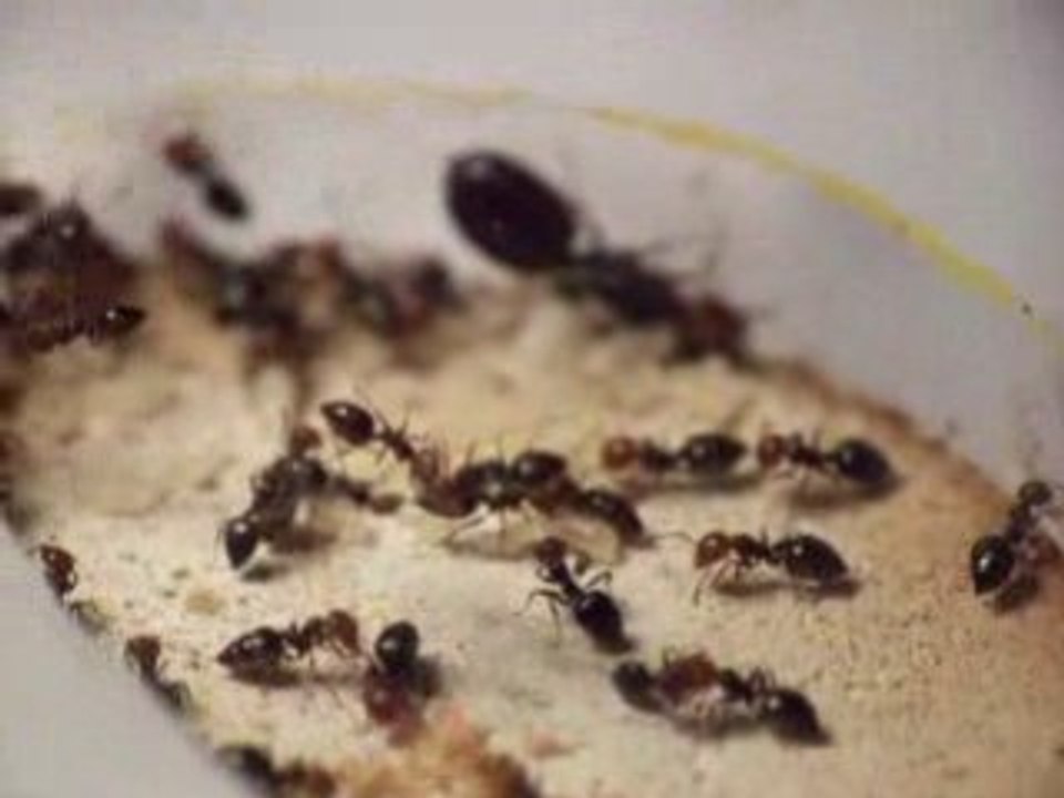 Crematogaster-colonie2