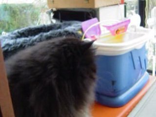 Néfertiti ' s adventure