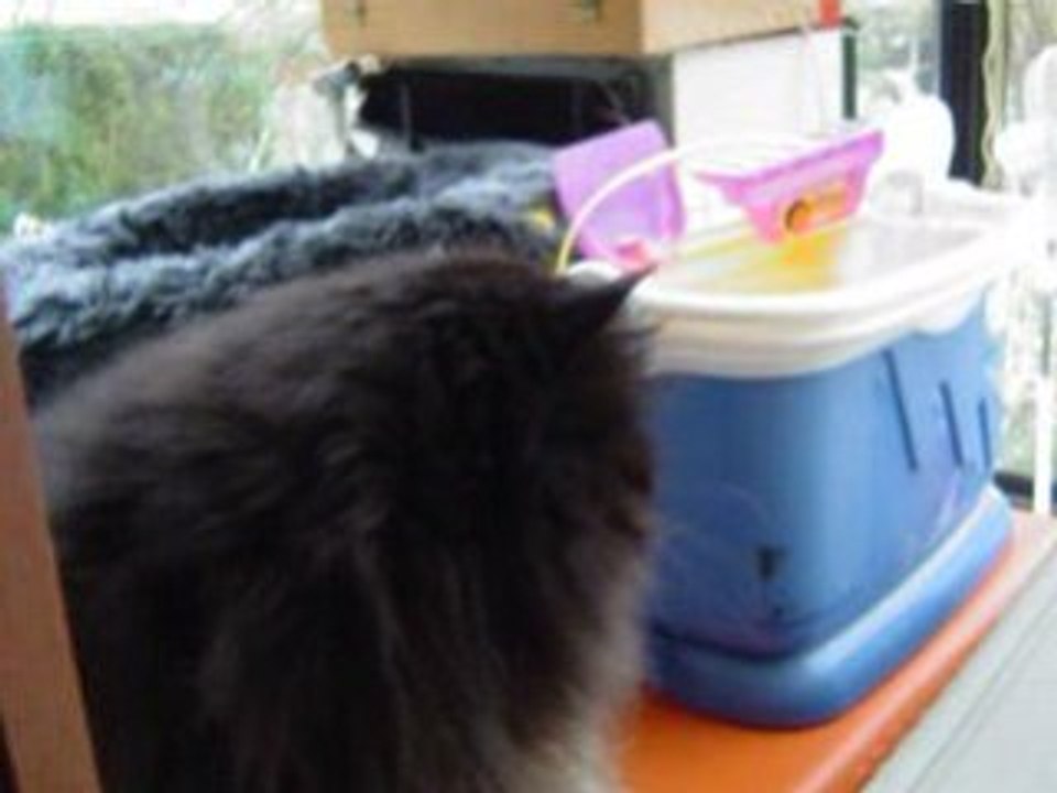 Néfertiti ' s adventure