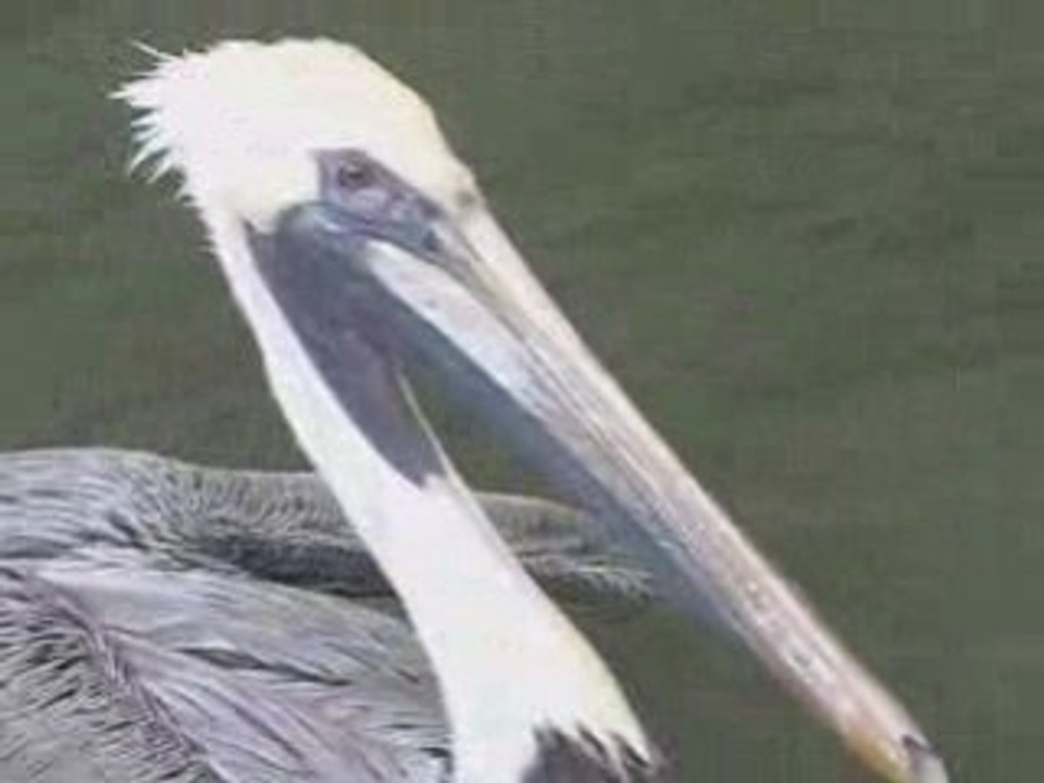 Clearwater Beach Pelican Feeding by Leiza Halsey at ...