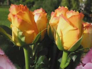 Margareta Paslaru -"Trandafirii tai"