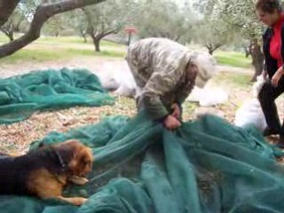 Cueillette des olives novembre 2008