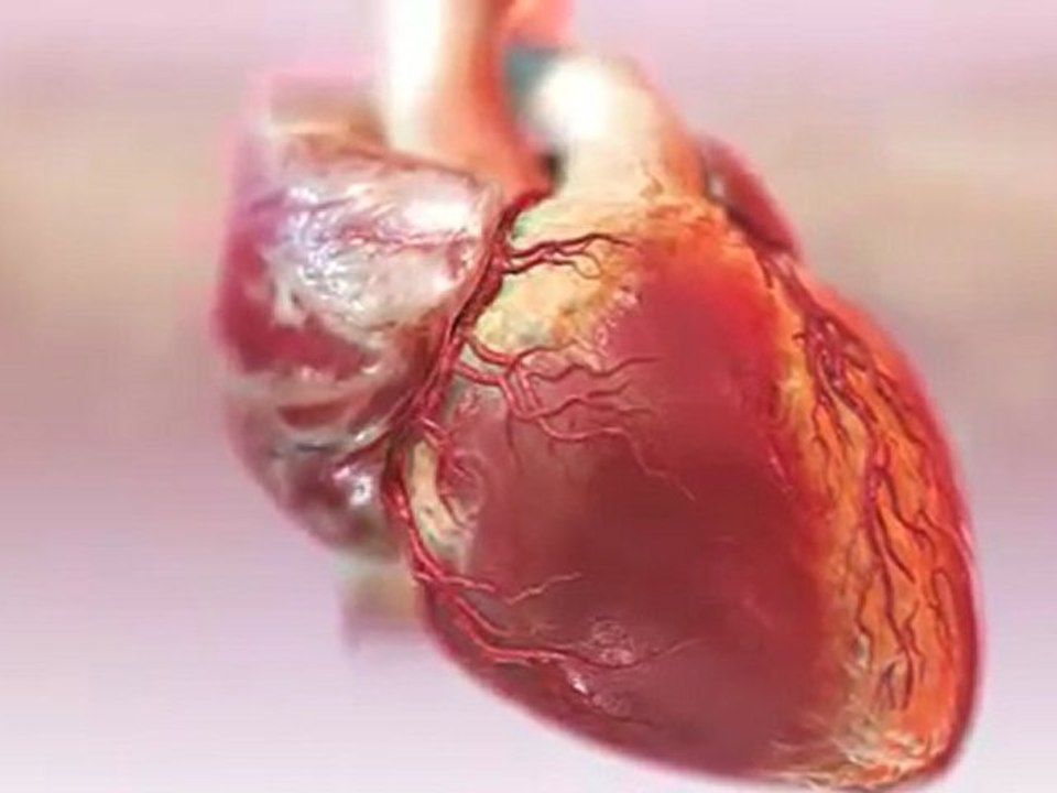 HeartBloodFlow hybrid