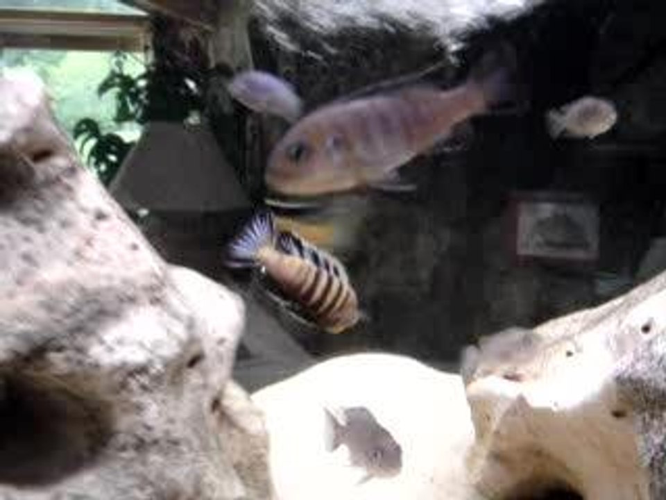 cyno sp.lion vs pseudotropheus flavus