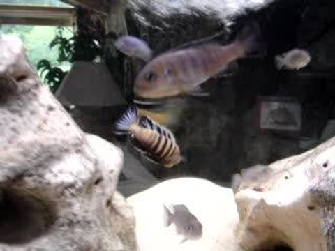 cyno sp.lion vs pseudotropheus flavus