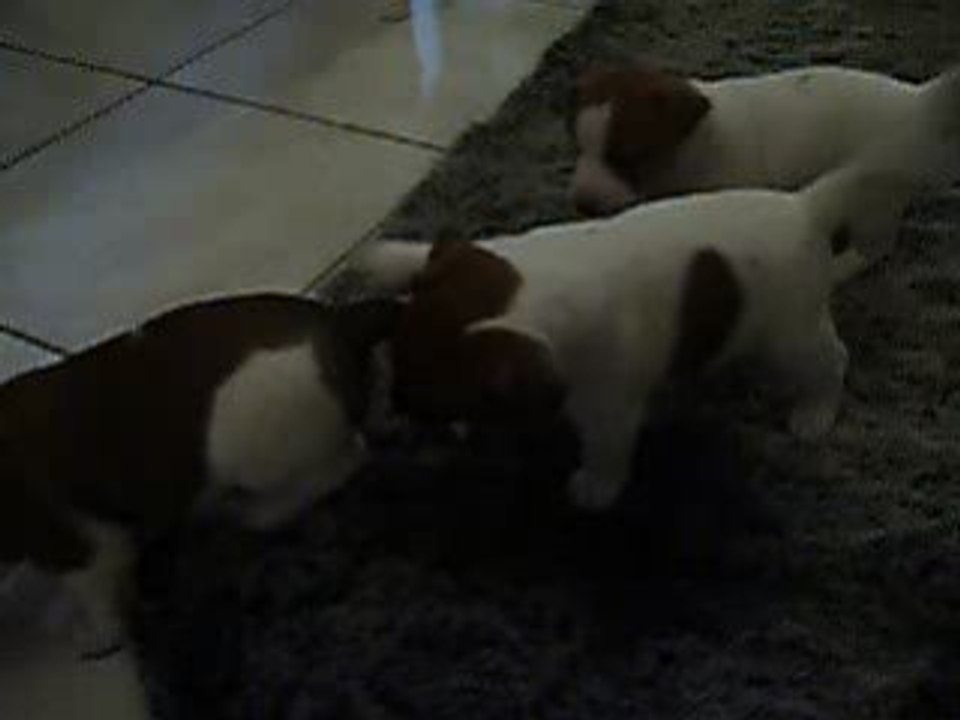 Dely qui fait la bagarre 3 semaine edemi