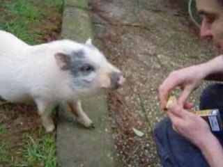 Edmond le cochon et Simone la cochonne