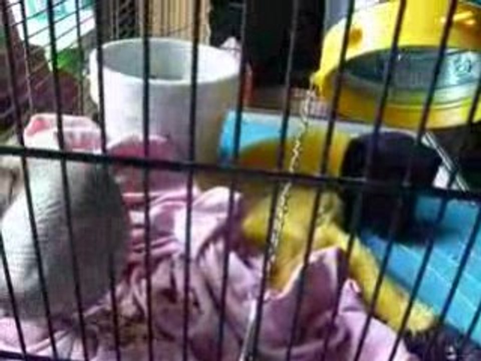 Rat2.12.2008 012
