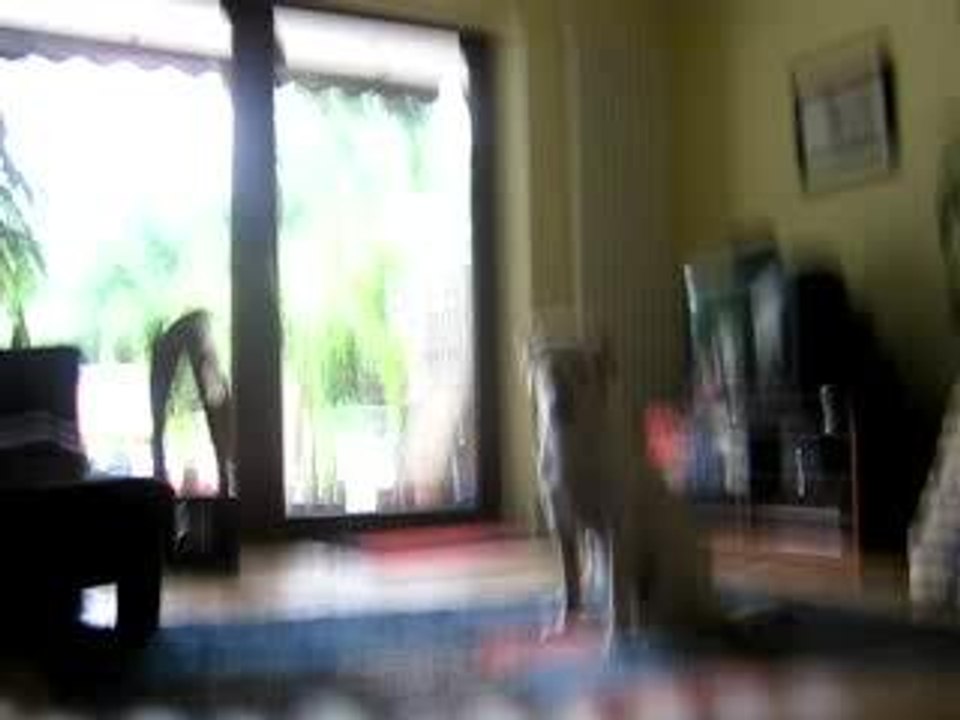 Tasha Tricks