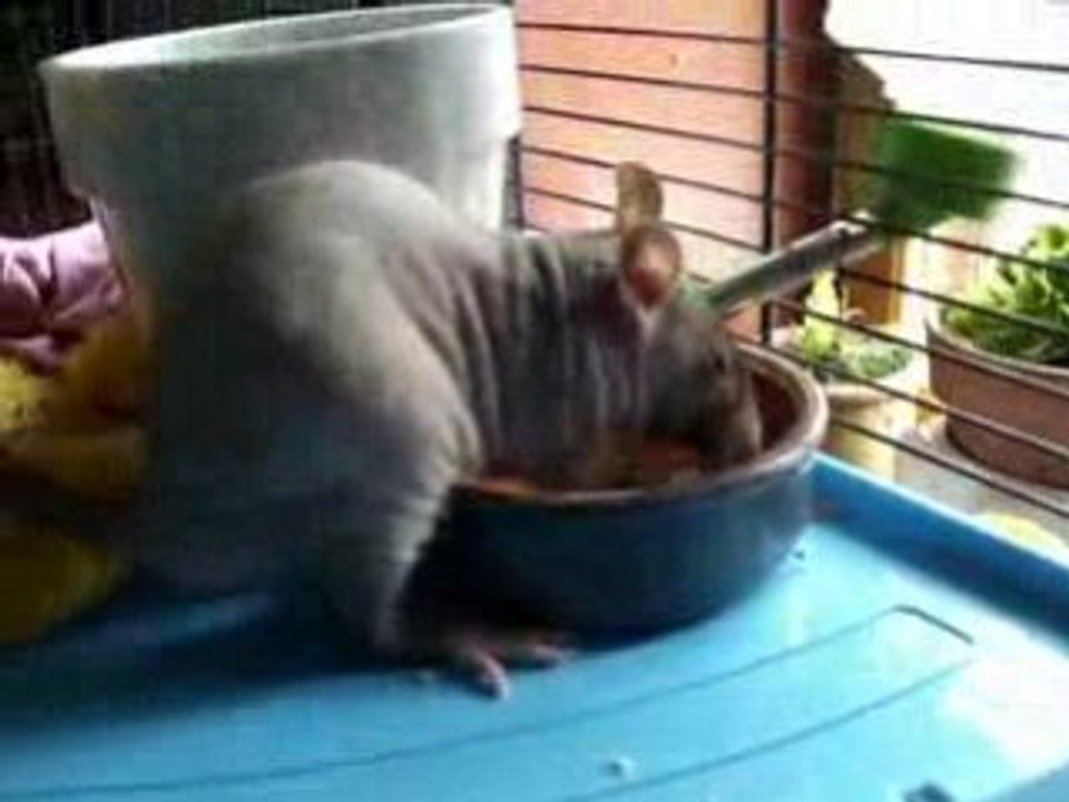 Rat2.12.2008 013