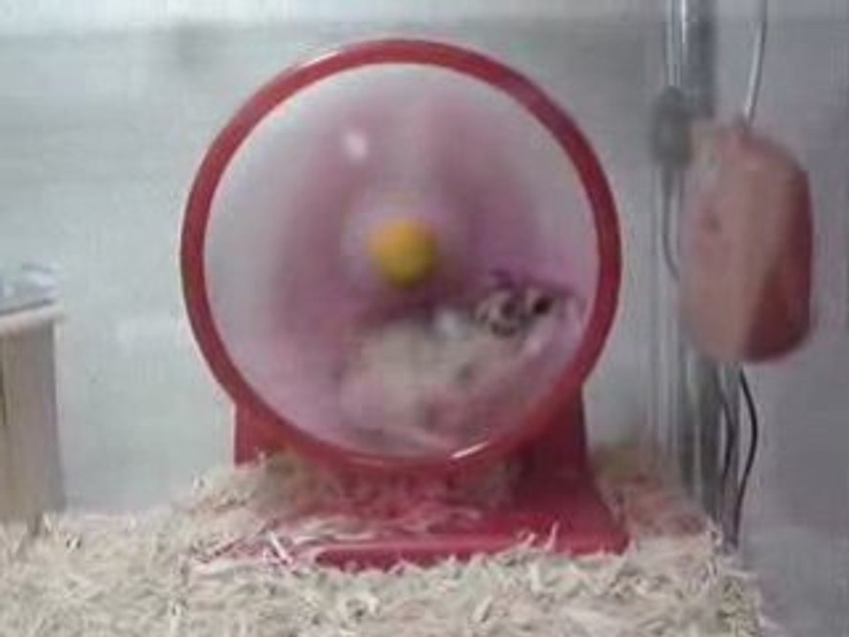 Hamster-speed