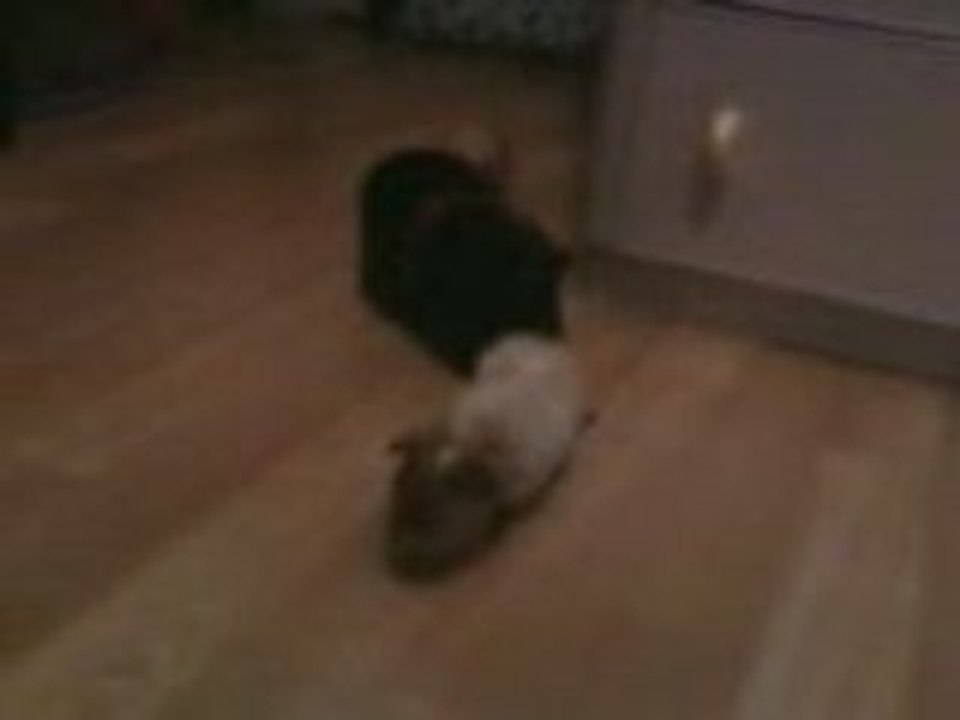 Pico, Peanut et Pims