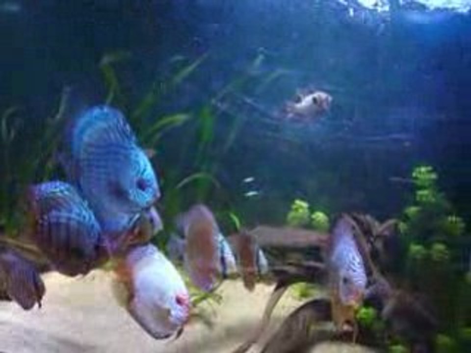 discus